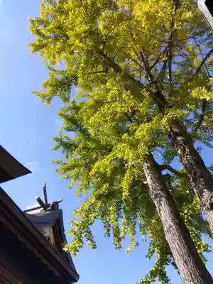 杉杜白髭神社(福井県)