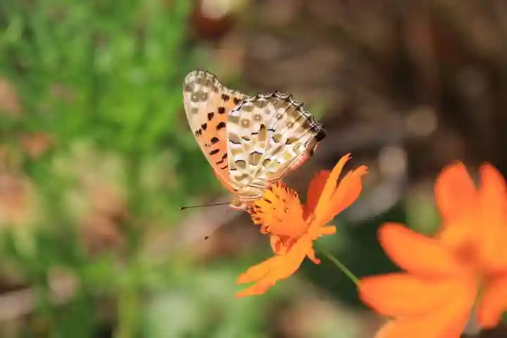 豊景神社の庭園