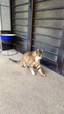 白金氷川神社の動物