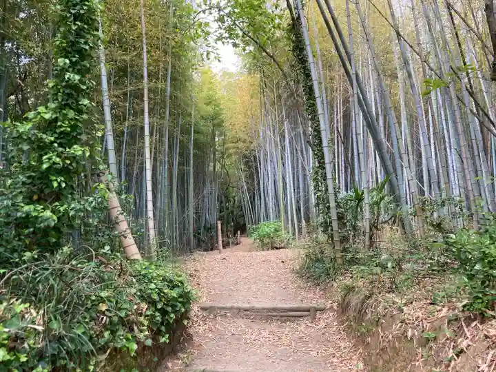 湊三嶋大明神社の自然