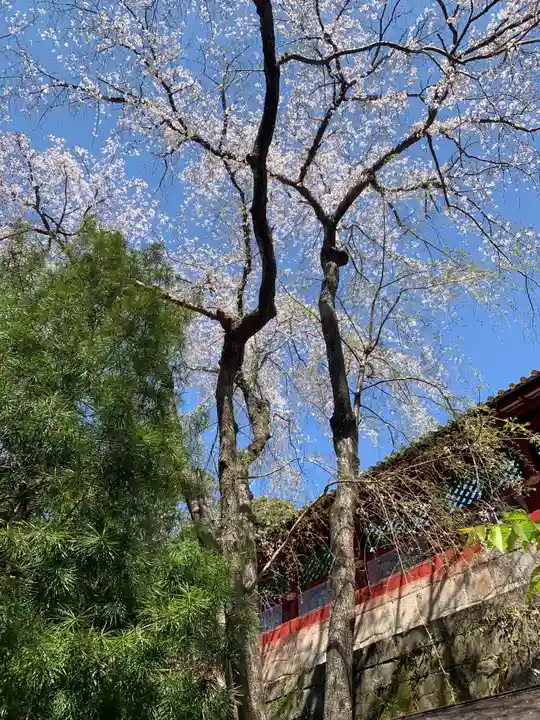 久能山東照宮の自然