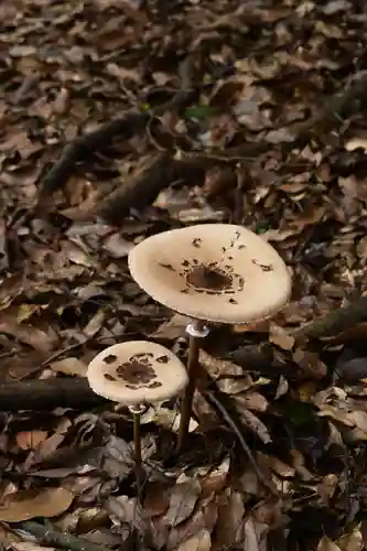 大元神社（宇佐神宮奥宮）(大分県)
