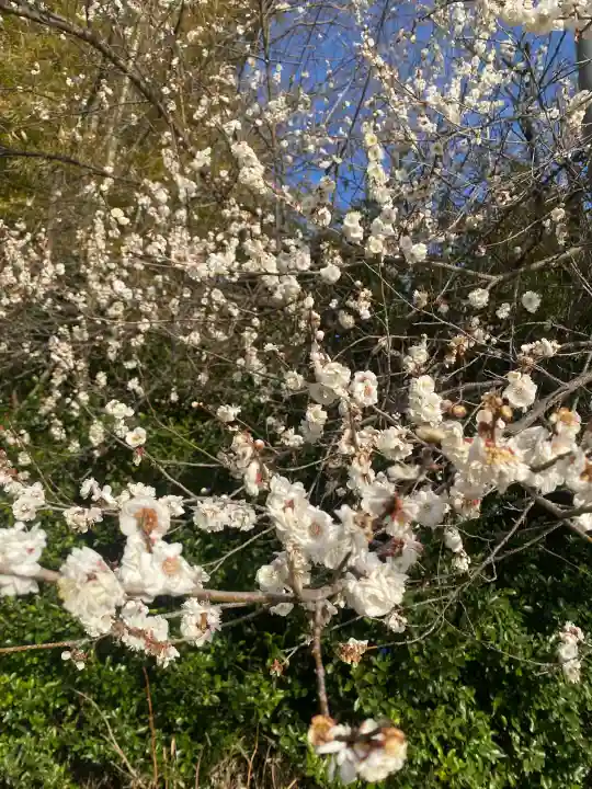 下野 星宮神社の{uncategorized: "未分類", other: "その他", undefined: "問題あり", building: "その他建物", grave: "お墓", sacred_gate: "鳥居", guardian: "狛犬", statue: "像", buddha: "仏像", history: "歴史", nature: "自然", garden: "庭園", animal: "動物", pagoda: "塔", temizu: "手水舎", mountain_gate: "山門・神門", sanctuary: "本殿・本堂", subordinate: "末社・摂社", art: "芸術", scenery: "景色", jizo: "地蔵", ema: "絵馬", goshuin: "御朱印", omikuji: "おみくじ", items: "授与品その他", amulet: "お守り", goshuincho: "御朱印帳", eats: "食事", festival: "お祭り", votive_dance: "神楽", shichigosan: "七五三参", wedding: "結婚式", experience: "体験その他", initially: "初詣", around: "周辺", anti_infection: "感染症対策"}