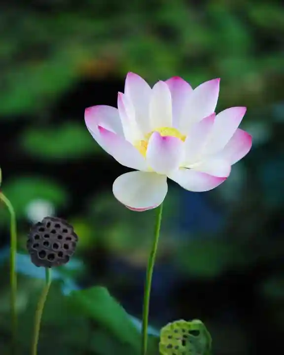 浄土寺(兵庫県)