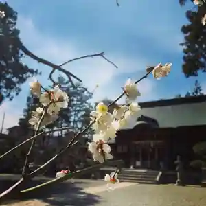 豊景神社の自然(2020年03月22日(日) 07時50分31秒投稿)