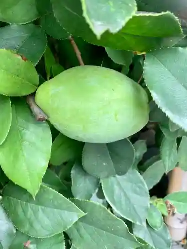 元祇園梛神社・隼神社の自然