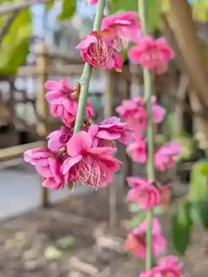 成子天神社(東京都)
