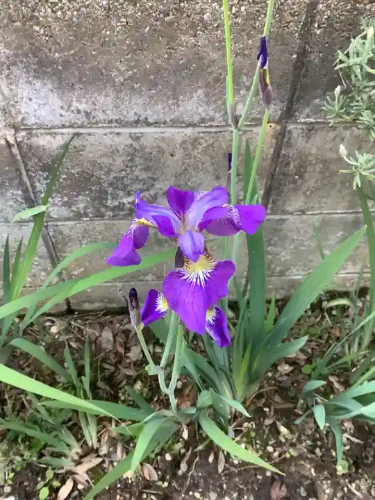 玉野御嶽神社の自然
