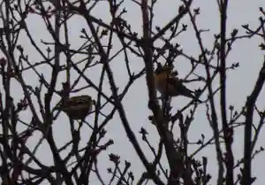 留辺蘂神社の動物(2024年04月30日(火) 00時26分04秒投稿)
