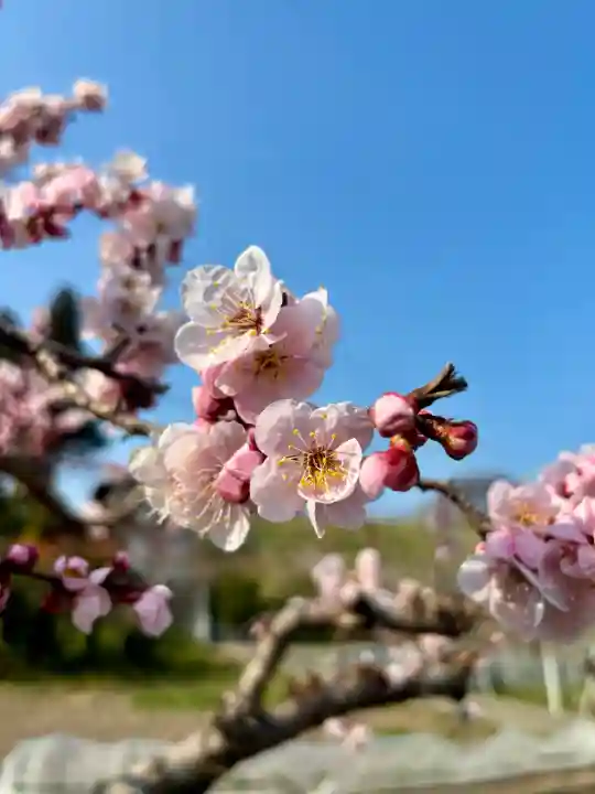 蚊里田八幡宮の{uncategorized: "未分類", other: "その他", undefined: "問題あり", building: "その他建物", grave: "お墓", sacred_gate: "鳥居", guardian: "狛犬", statue: "像", buddha: "仏像", history: "歴史", nature: "自然", garden: "庭園", animal: "動物", pagoda: "塔", temizu: "手水舎", mountain_gate: "山門・神門", sanctuary: "本殿・本堂", subordinate: "末社・摂社", art: "芸術", scenery: "景色", jizo: "地蔵", ema: "絵馬", goshuin: "御朱印", omikuji: "おみくじ", items: "授与品その他", amulet: "お守り", goshuincho: "御朱印帳", eats: "食事", festival: "お祭り", votive_dance: "神楽", shichigosan: "七五三参", wedding: "結婚式", experience: "体験その他", initially: "初詣", around: "周辺", anti_infection: "感染症対策"}