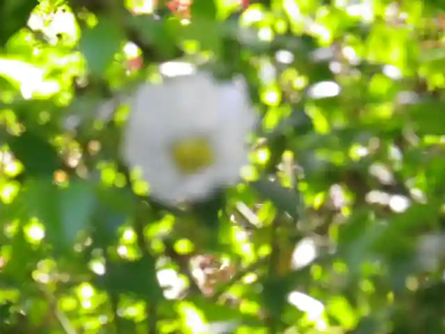 黄梅院(円覚寺塔頭)の自然