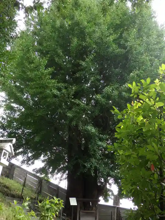 堤治神社の自然