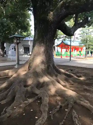 穴八幡宮の自然