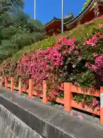 八坂神社(祇園さん)の自然