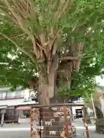 鴨居八幡神社の自然