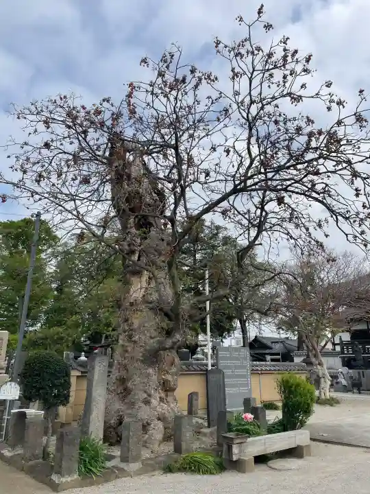 多聞寺の{uncategorized: "未分類", other: "その他", undefined: "問題あり", building: "その他建物", grave: "お墓", sacred_gate: "鳥居", guardian: "狛犬", statue: "像", buddha: "仏像", history: "歴史", nature: "自然", garden: "庭園", animal: "動物", pagoda: "塔", temizu: "手水舎", mountain_gate: "山門・神門", sanctuary: "本殿・本堂", subordinate: "末社・摂社", art: "芸術", scenery: "景色", jizo: "地蔵", ema: "絵馬", goshuin: "御朱印", omikuji: "おみくじ", items: "授与品その他", amulet: "お守り", goshuincho: "御朱印帳", eats: "食事", festival: "お祭り", votive_dance: "神楽", shichigosan: "七五三参", wedding: "結婚式", experience: "体験その他", initially: "初詣", around: "周辺", anti_infection: "感染症対策"}
