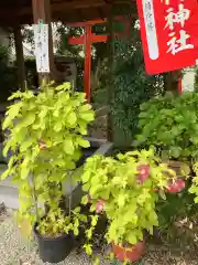 源九郎稲荷神社の自然