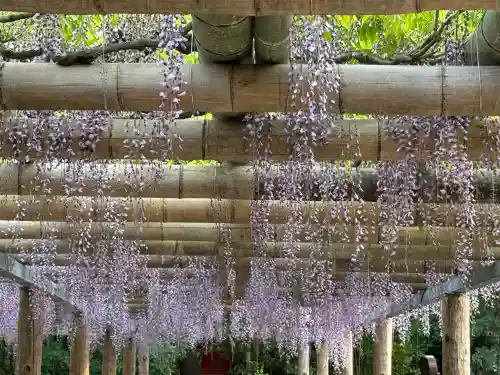 越ヶ谷久伊豆神社の{uncategorized: "未分類", other: "その他", undefined: "問題あり", building: "その他建物", grave: "お墓", sacred_gate: "鳥居", guardian: "狛犬", statue: "像", buddha: "仏像", history: "歴史", nature: "自然", garden: "庭園", animal: "動物", pagoda: "塔", temizu: "手水舎", mountain_gate: "山門・神門", sanctuary: "本殿・本堂", subordinate: "末社・摂社", art: "芸術", scenery: "景色", jizo: "地蔵", ema: "絵馬", goshuin: "御朱印", omikuji: "おみくじ", items: "授与品その他", amulet: "お守り", goshuincho: "御朱印帳", eats: "食事", festival: "お祭り", votive_dance: "神楽", shichigosan: "七五三参", wedding: "結婚式", experience: "体験その他", initially: "初詣", around: "周辺", anti_infection: "感染症対策"}