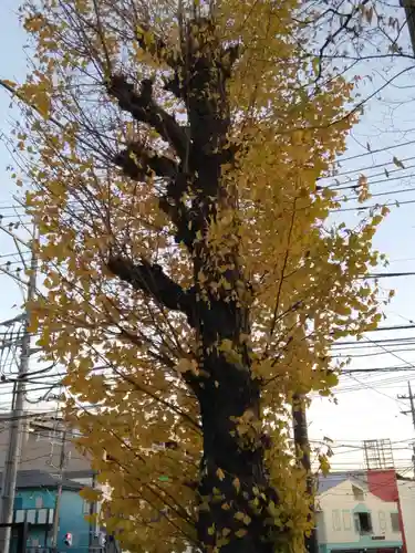 白旗神社（平戸白旗神社）(神奈川県)