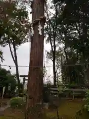 水海道天満宮の自然