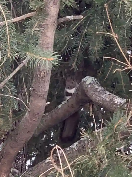 留辺蘂神社の動物