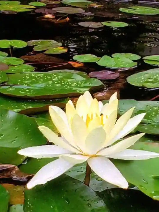 福泉寺(東京都)