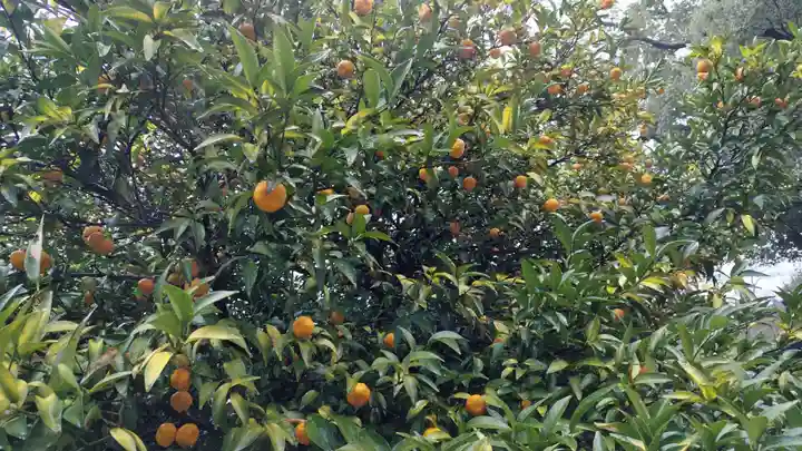 平野神社(京都府)
