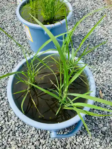 總社 和田八幡宮(福井県)