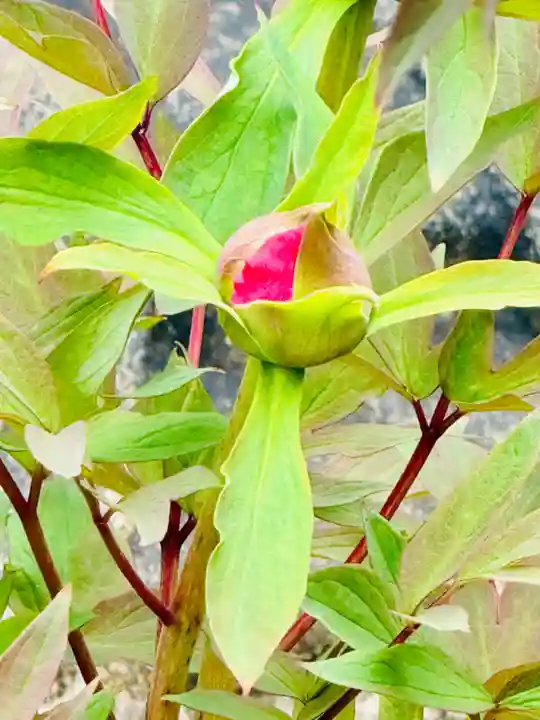 六孫王神社(京都府)