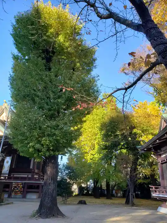 諏訪神社の自然