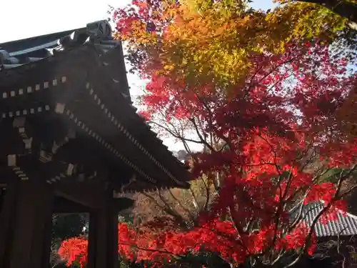海蔵寺の自然