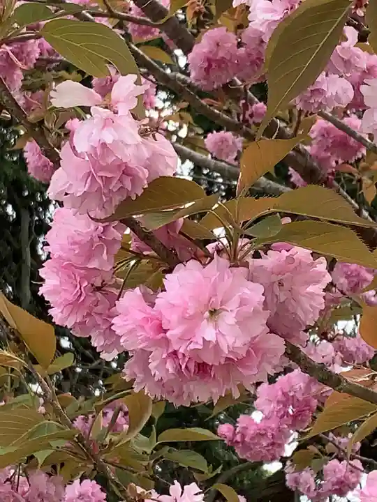 岩尾神社の自然