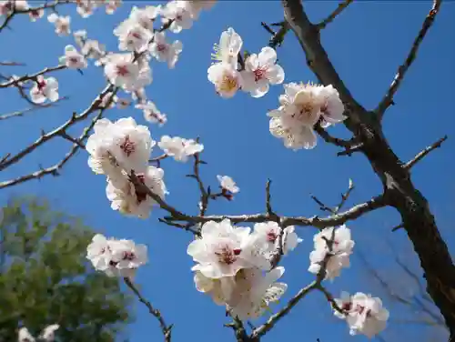 眞田神社の自然