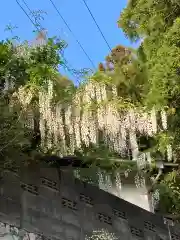 大山祇神社の自然