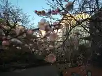 湯島天満宮の自然