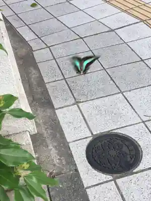 鳥越神社(東京都)