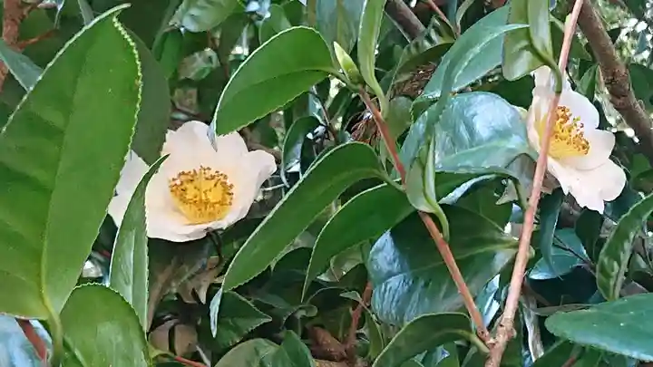 間々田八幡宮の自然