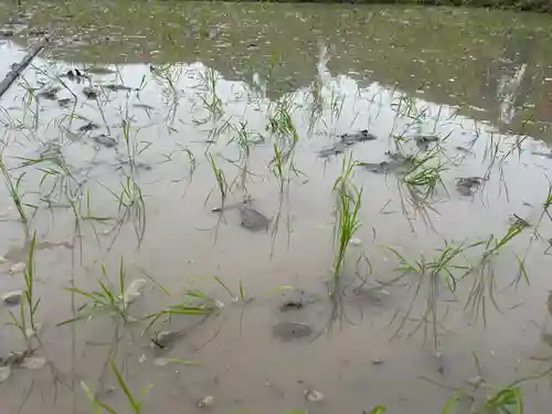 山家神社(長野県)
