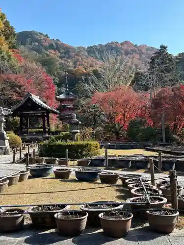 三室戸寺(京都府)