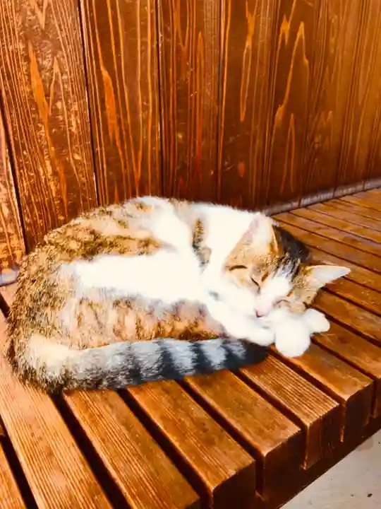伊豆山神社の動物