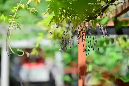 富岡八幡宮(東京都)