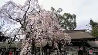 平野神社の自然