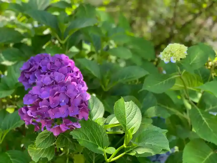 山中浅間神社の自然