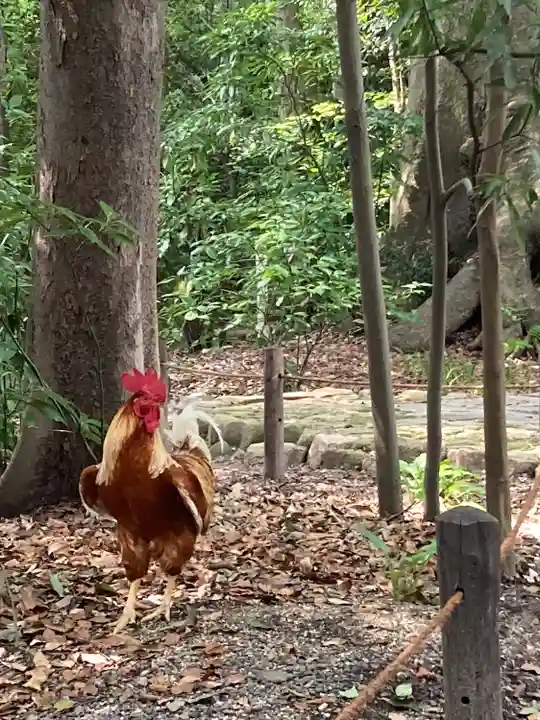 熱田神宮の動物