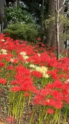 糀谷八幡宮(埼玉県)