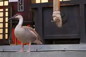 くまくま神社(導きの社 熊野町熊野神社)(東京都)(2024年01月27日(土) 19時16分06秒投稿)