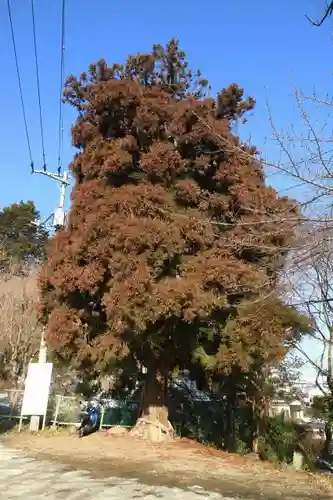 亀岡八幡宮の自然