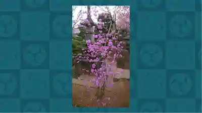 密藏院(埼玉県)