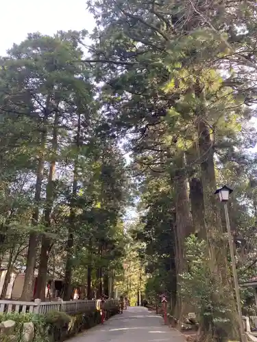 箱根神社の自然
