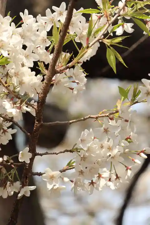 東光寺(埼玉県)